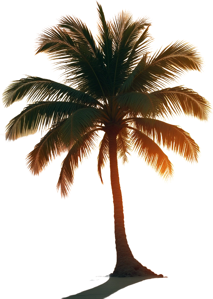 Tropical Palm Tree